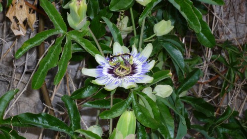 Passionsblume